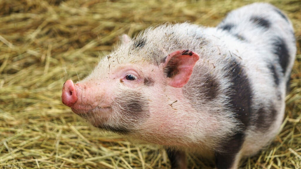 五一假期全国猪价开门红，养猪业低谷期已过，后半年有望盈利