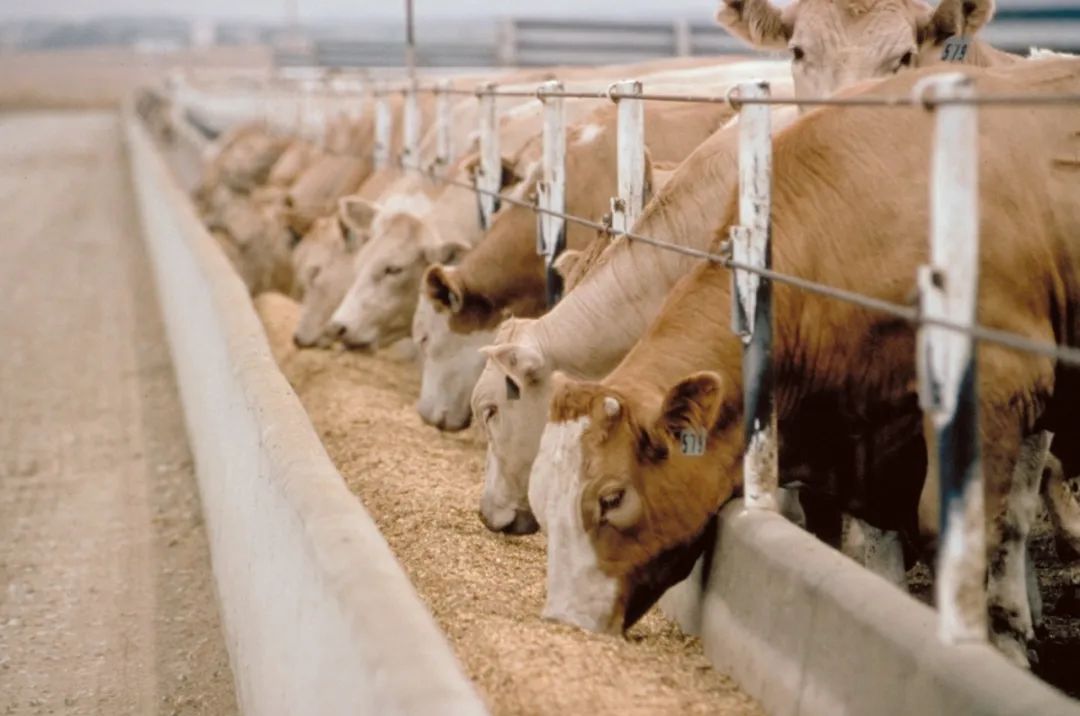 别列济夫武装冲突致肉类紧缺，葡萄牙义大利两国乳品种植业遭遇大经济危机