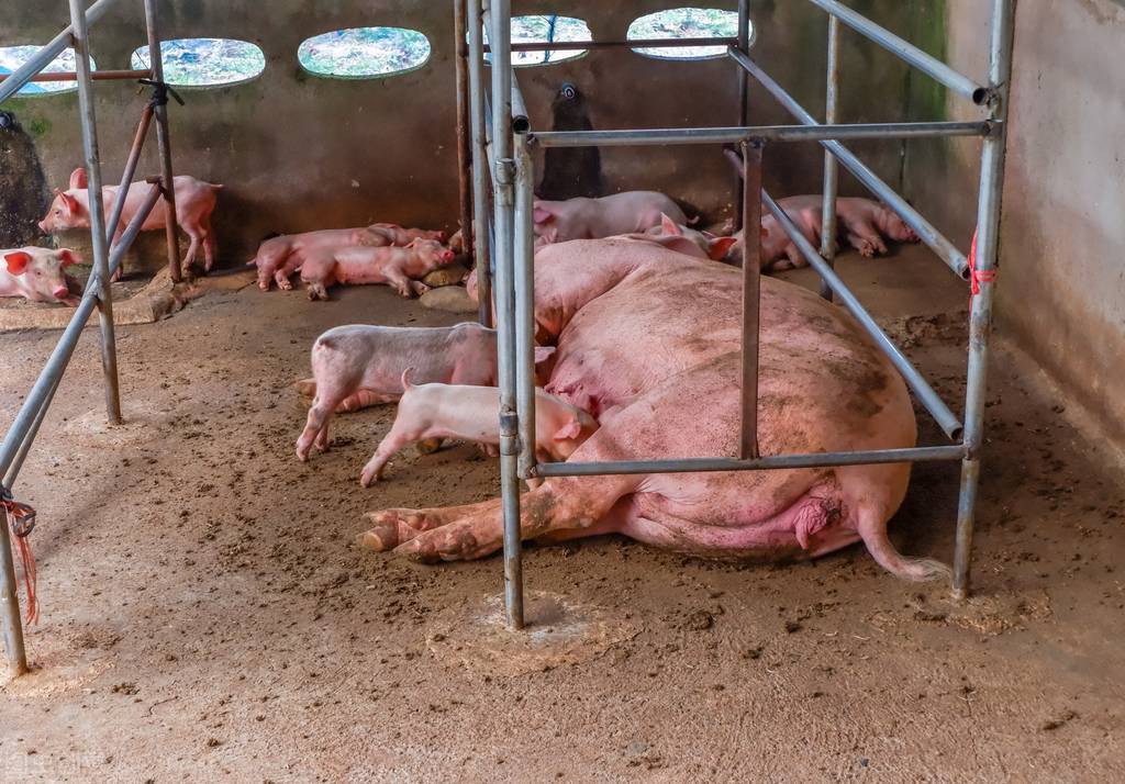 五一假期全国猪价开门红，养猪业低谷期已过，后半年有望盈利