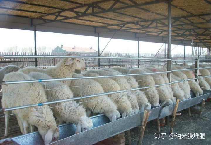 021年养殖业预测养牛趋于平稳，养羊可能上浮养猪却？"