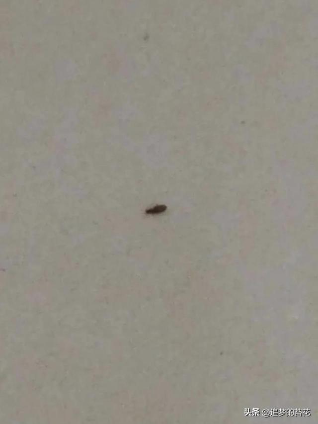 墙上有很小很小的虫子是什么虫（墙壁上有很多小小的虫子是什么）