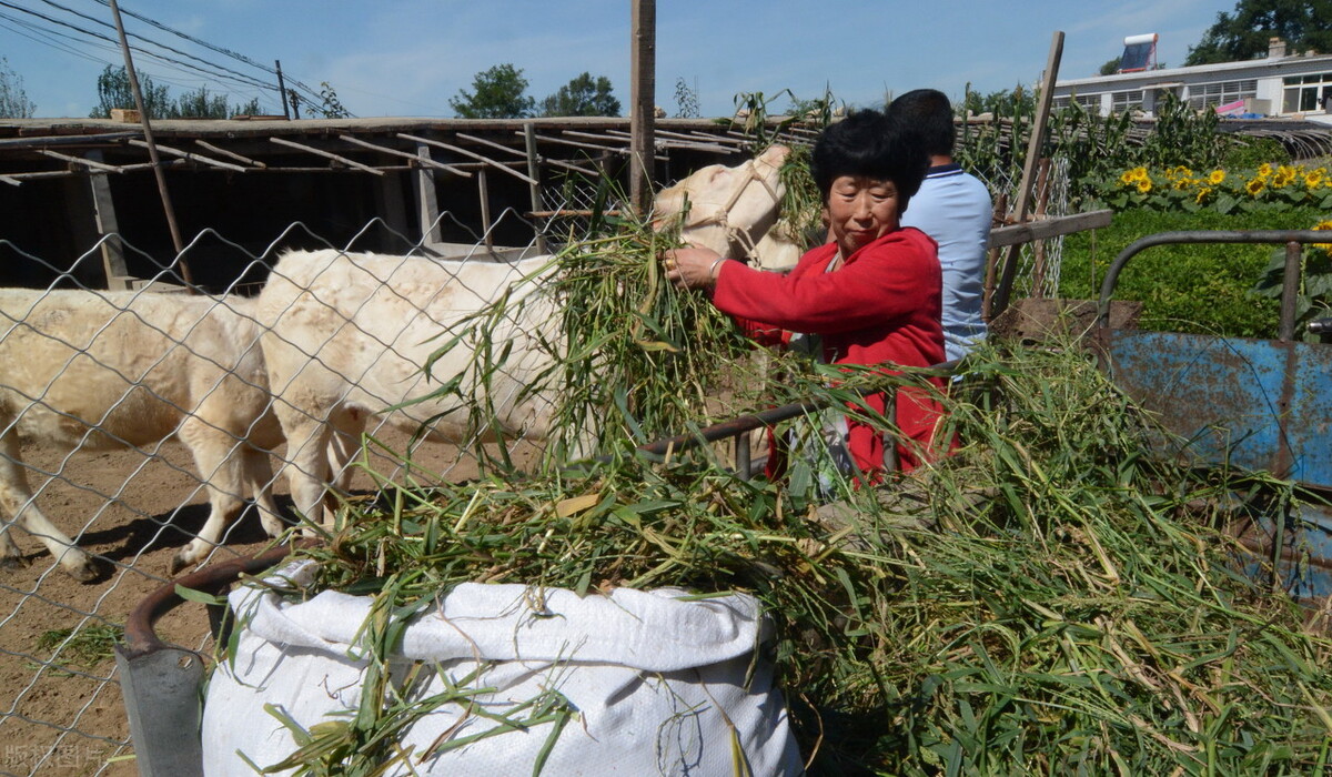 国内饲草缺口近5000万吨，尝试“种草养羊”，或许是一条新出路