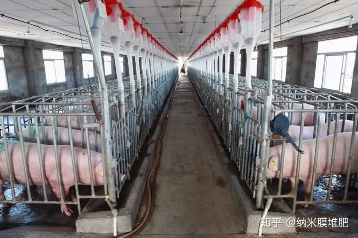 021年养殖业预测养牛趋于平稳，养羊可能上浮养猪却？"